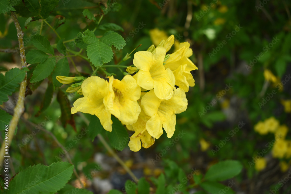 Yellow trumpetbush (Tecoma stans) Called Yellow bell or Yellow Elder Flower, trumpet flower, Beautiful bunch of yellow flowers closeup with green leaves Background, tecoma stans Yellow trumpetbush (Tecoma stans) Called Yellow bell or Yellow Elder Flower, trumpet flower, Beautiful bunch of yellow flowers closeup with green leaves Background, tecoma stans