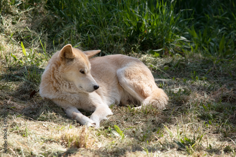 Dingos are a dog-like wolf. Dingos have a long muzzle, erect ears and strong claws. They usually have a ginger coat and most have white markings on their feet, tail tip and chest. Dingos are a dog-like wolf. Dingos have a long muzzle, erect ears and strong claws. They usually have a ginger coat and most have white markings on their feet, tail tip and chest.