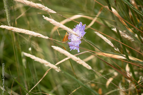close-up of an Essex skipper butterfly (Thymelicus lineola) feeding on a field scabious (Knautia arvensis) photo