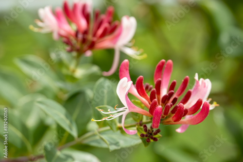 close-up of beautiful goldflame honeysuckle flower (Lonicera × heckrottii) in summer bloom photo