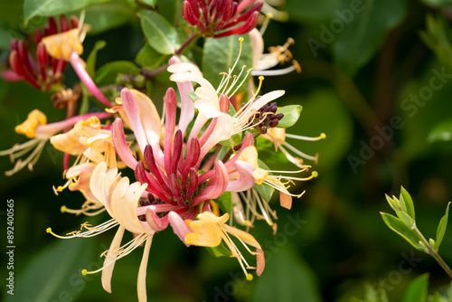 close-up of beautiful goldflame honeysuckle flower (Lonicera × heckrottii) in summer bloom
