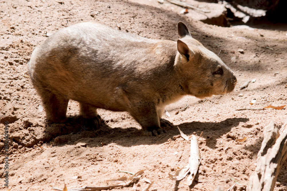 this is the side view of a hairy nosed wombat in the sun this is the side view of a hairy nosed wombat in the sun