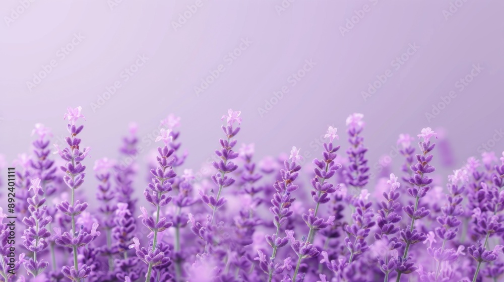Fototapeta premium Serene Lavender Blooms - Tranquil Floral Background in Soft Purple Hues for Relaxation and Zen Vibes