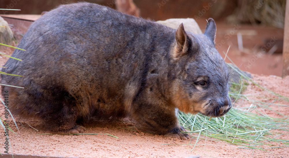 The hairy-nosed wombats have softer fur, longer and more pointed ears and a broader muzzle fringed with fine whiskers then common wombats. The hairy-nosed wombats have softer fur, longer and more pointed ears and a broader muzzle fringed with fine whiskers then common wombats.