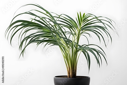 Pony tail palm plant in pot plain background, AI Generated photo
