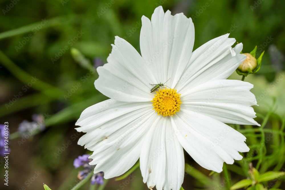 detailed close-up of Garden Cosmos flower (Cosmos bipinnatus, Mexican aster) detailed close-up of Garden Cosmos flower (Cosmos bipinnatus, Mexican aster)