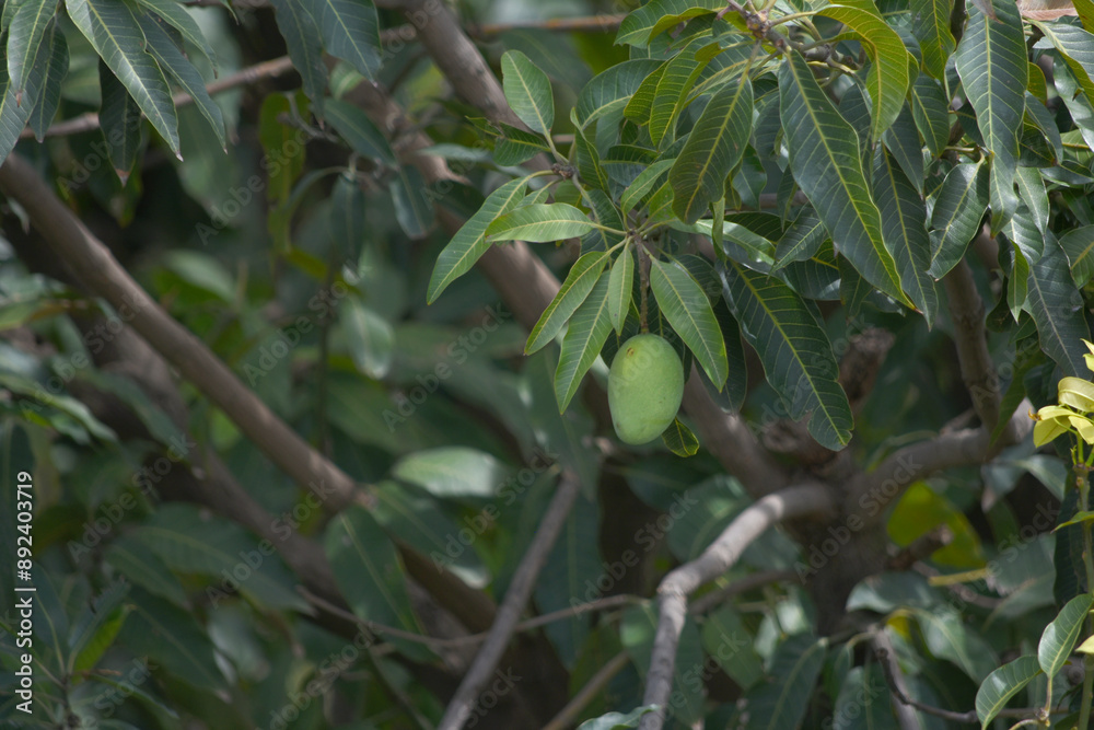 Unripe Green mangoes hanging on Branch. Fresh green mango on tree. Pakistani Mango. Bunch of Mango's. raw mango hanging on tree with leaf background in summer fruit, Chakwal, Punjab, Pakistan