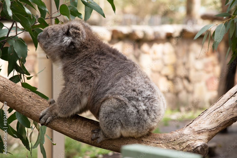 Obraz premium the Koala has a large round head, big furry ears and big black nose. Their fur is usually grey-brown in color with white fur on the chest, inner arms, ears and bottom.
