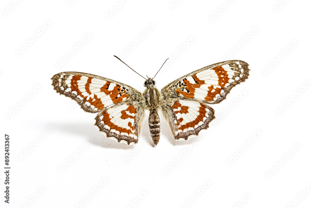 Naklejka premium Beautiful Butterfly with Orange and White Patterns