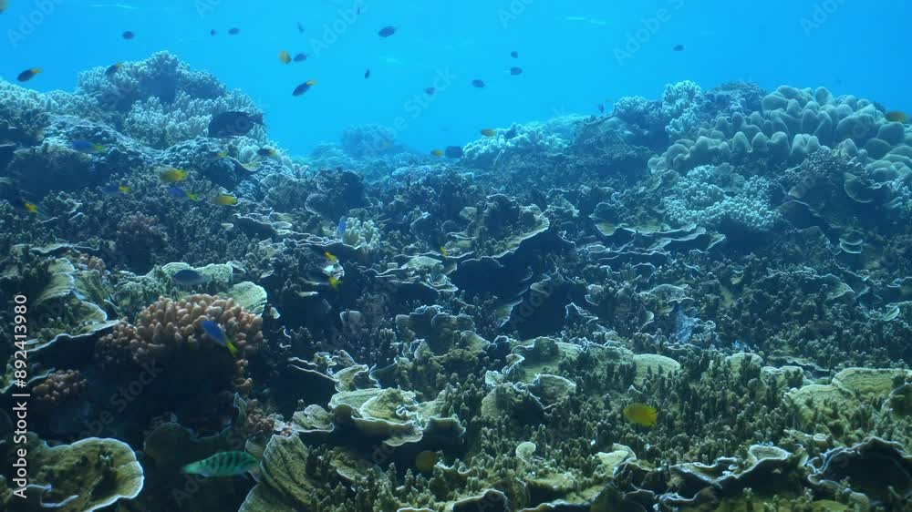 A blue ocean with a lot of seaweed and fish. The fish are swimming in the water and the seaweed is covering the ocean floor A blue ocean with a lot of seaweed and fish. The fish are swimming in the water and the seaweed is covering the ocean floor