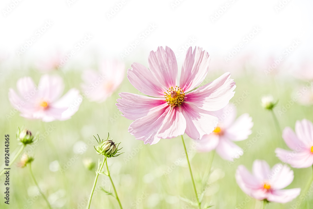 Pink Cosmos Flower in a Field of Delicate Blooms Pink Cosmos Flower in a Field of Delicate Blooms