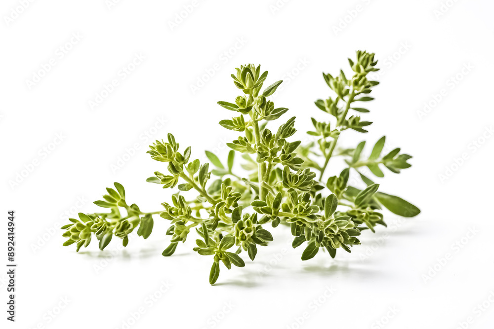 Fresh Thyme Sprig Isolated on White Background Fresh Thyme Sprig Isolated on White Background