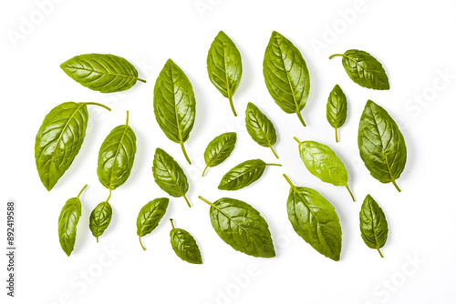 Fresh Green Basil Leaves on White Background