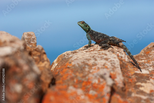 Fotografie The southern rock agama or southern African rock agama (Agama atra) is a species