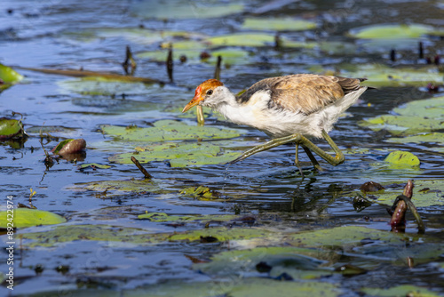 A Comb-Crested Jacana walking along lily pads photo