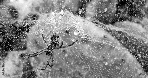 ARAÑA MOJADA GOTAS DE LLUVIA photo