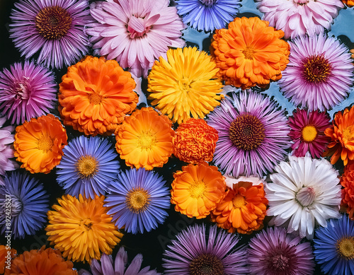 Vibrant Aster and Calendula Flowers in Water - Serene Spa Background