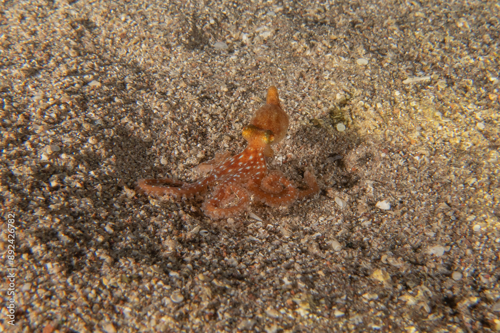 Octopus king of camouflage in the Red Sea, Eilat Israel 

