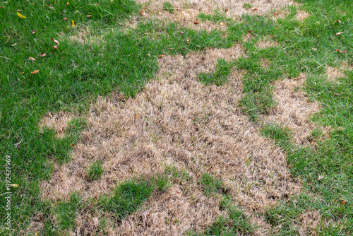 Lawn with Dry and Green Patches