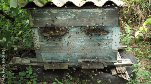 Excited behavior of bees before leaving the hive.
Such an active movement of bees indicates the beginning of swarming.
