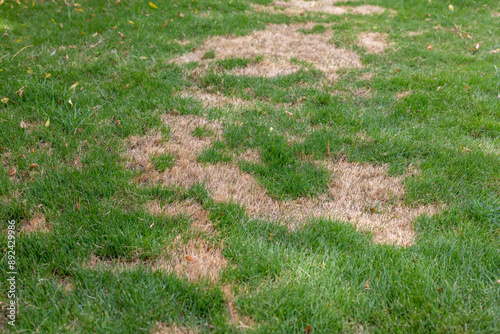 Dry and damaged grass needs lawn care photo