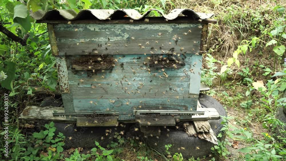 Excited behavior of bees before leaving the hive.
Such an active movement of bees indicates the beginning of swarming.
Excited behavior of bees before leaving the hive.
Such an active movement of bees indicates the beginning of swarming.