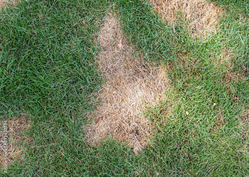 Green lawn with dry spots. Lawns in bad condition. Patchy grass lawn concept.