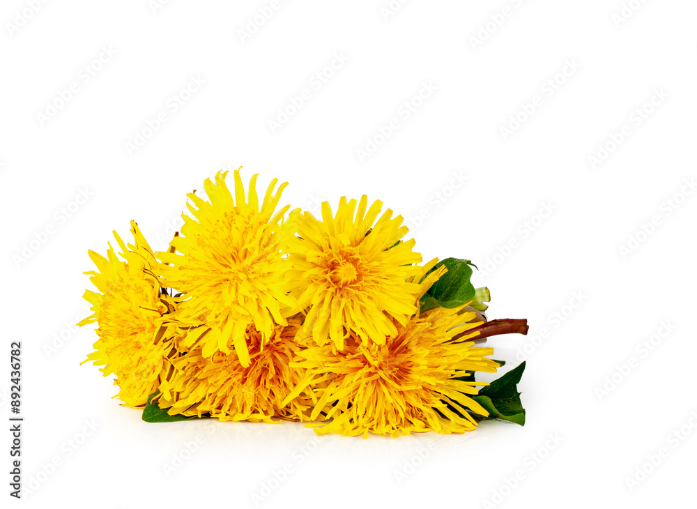 Dandelion flowers isolated on a white background, contour Dandelion flowers isolated on a white background, contour