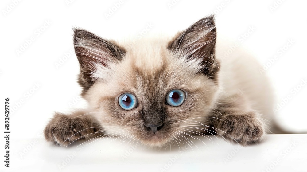 A Ragdoll kitten with big, expressive eyes, isolated on a white background. A Ragdoll kitten with big, expressive eyes, isolated on a white background.