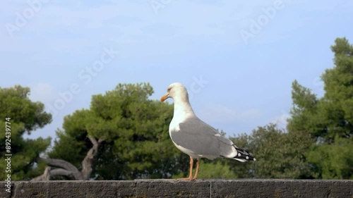 A seagull sits on a wall in the town of Rovinj in Croatia and observes the surroundings