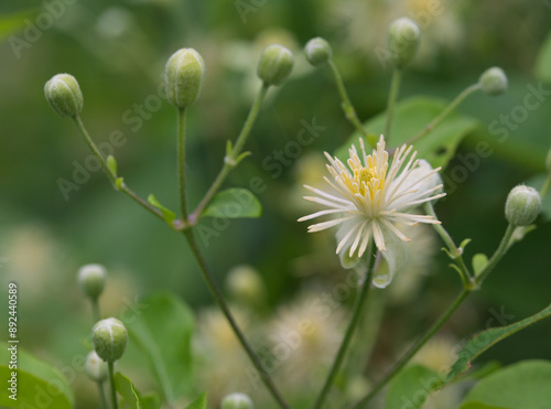 Beautiful close-up of clematis vitalba