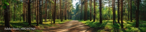 A forest with trees and sunlight.