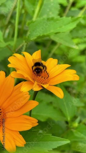 Bee on a Flower: Close-Up Footage