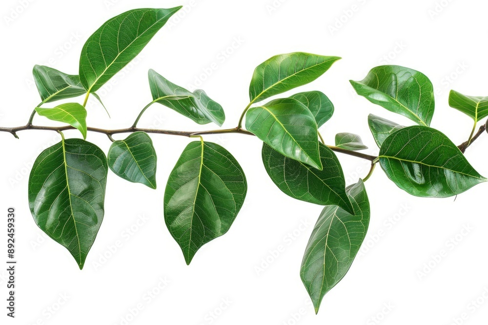 A natural image of a branch with lush green leaves against a clean white background, perfect for illustrations and design
