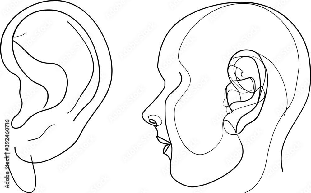 An illustration of a continuous line showing the human ear. An illustration of a continuous line showing the human ear.