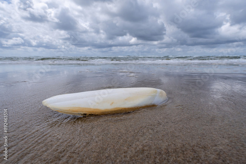 cuttlebone on the beach of Callantsoog, Netherlands