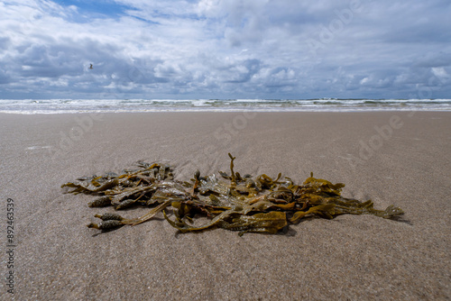 seaweed (Fucus vesiculosus) on the sandy beach of Callantsoog, Netherlands photo