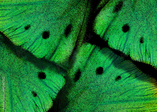 texture of tropical butterfly wings. abstract pattern of butterfly wings close-up photo