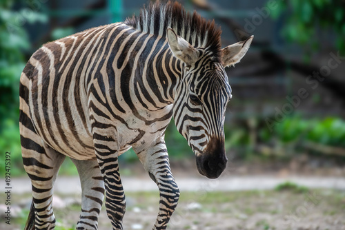 Photography zebra in zoo