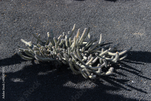 Ogród botaniczny, kaktusy na wyspie Lanzarote photo