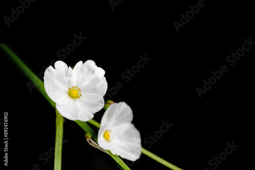 white flower of Creeping Burhead (Texas mud baby) photo