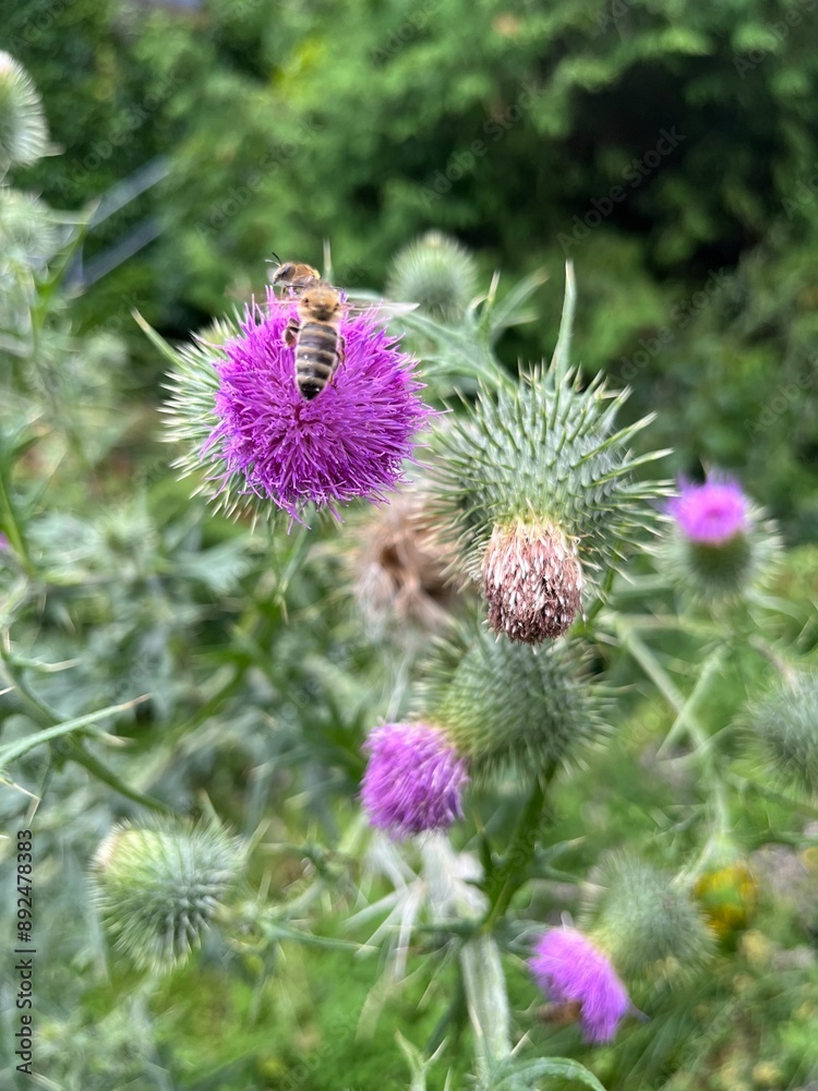 bee on thistle bee on thistle