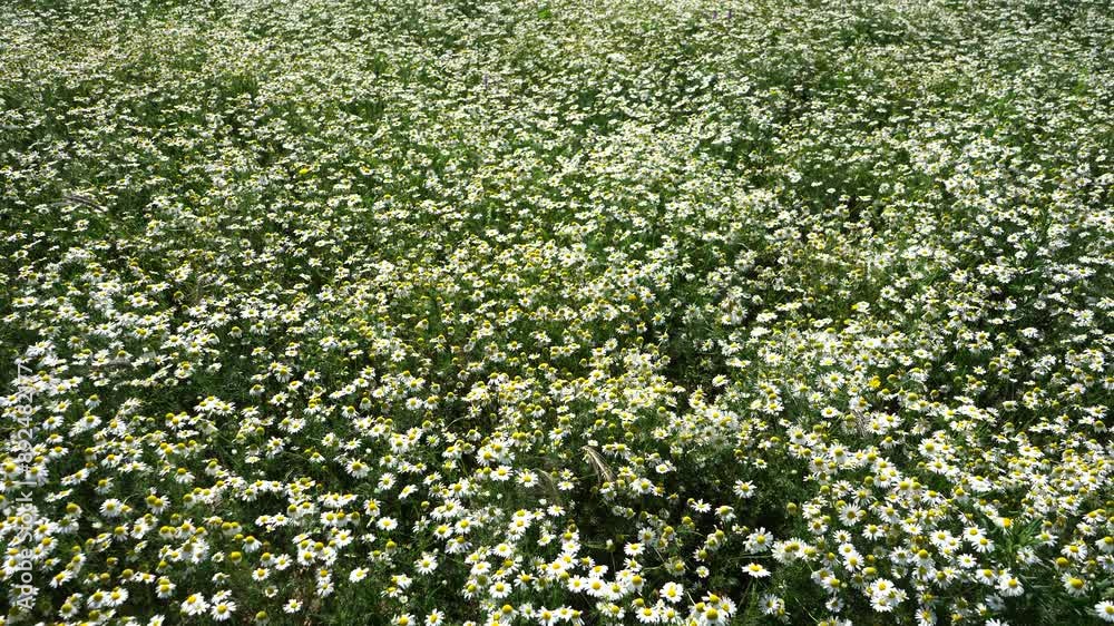 A stunning view of a chamomile field in a lush meadow, showcasing the delicate white petals and vibrant green foliage. beauty and tranquility of this healing herb in nature. A stunning view of a chamomile field in a lush meadow, showcasing the delicate white petals and vibrant green foliage. beauty and tranquility of this healing herb in nature.