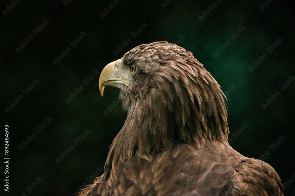 Fototapeta premium portrait of a eagle