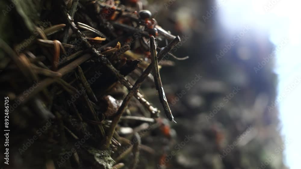colony of ants at work in an anthill. macro life of insects colony of ants at work in an anthill. macro life of insects