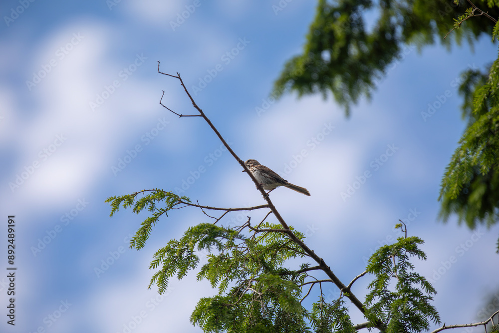 A song sparrow flitting amongst the trees in an Ontario provincial park. A song sparrow flitting amongst the trees in an Ontario provincial park.