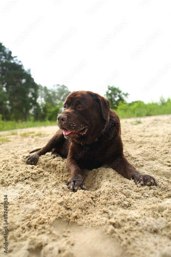 Full length portrait of a brown labrador on the beach Full length portrait of a brown labrador on the beach