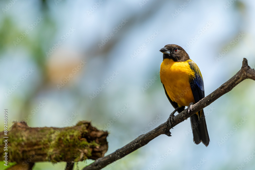Fototapeta premium Black-chinned Mountain Tanager (Anisognathus notabilis) perched on a branch. Tangara barbinegra posada en una rama. Aves de Ecuador. Birds of Ecuador.