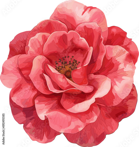 roses in color style with mixed orange and white petals