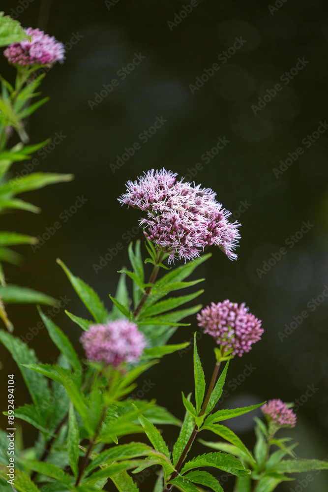 Purple hemp-agrimony flowers blooming near the pond. Beautiful summer scenery of Latvia, Northern Europe. Purple hemp-agrimony flowers blooming near the pond. Beautiful summer scenery of Latvia, Northern Europe.